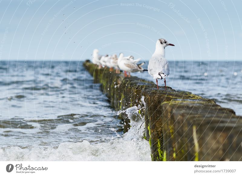 Are you looking?! Vacation & Travel Summer Summer vacation Water Cloudless sky Waves Coast Beach Baltic Sea Ocean Surf Wooden stake Break water Bird Seagull