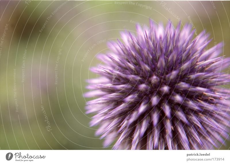 [KI09] Just look, don't touch it. Colour photo Exterior shot Close-up Deserted Copy Space left Day Shallow depth of field Environment Nature Plant Blossom