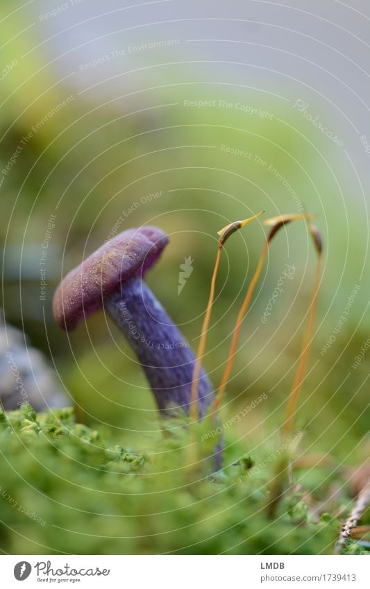 Purple mushroom and the three moss animals Environment Nature Plant Earth Autumn Moss Forest Green Violet Mushroom Woodground Small Seldom Damp Mushroom picker