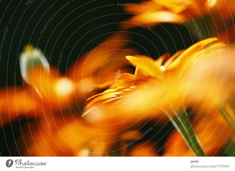 flowers Colour photo Multicoloured Exterior shot Close-up Deserted Day Sunlight Deep depth of field Central perspective Nature Summer Beautiful weather Plant