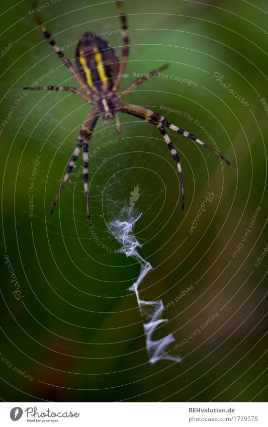 tiger spider Environment Nature Landscape Animal Wild animal Spider 1 Wait Aggression Exceptional Threat Dark Creepy Small Green Net Thief Spider's web