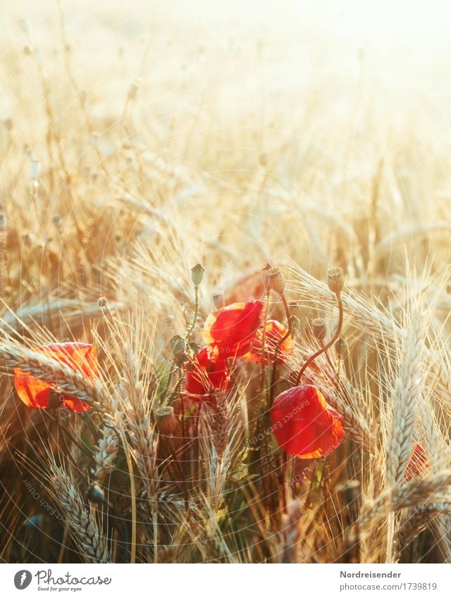 summer(t) Trip Summer Agriculture Forestry Nature Landscape Plant Sun Sunlight Autumn Beautiful weather Agricultural crop Wild plant Field Glittering Illuminate