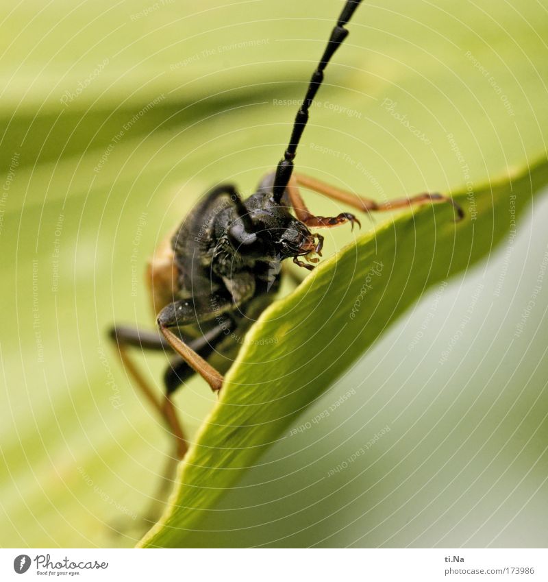 Kalle Beetle Colour photo Exterior shot Macro (Extreme close-up) Day Environment Nature Landscape Plant Animal Tree Ginko Wild animal Feeler Leg of a beetle 1