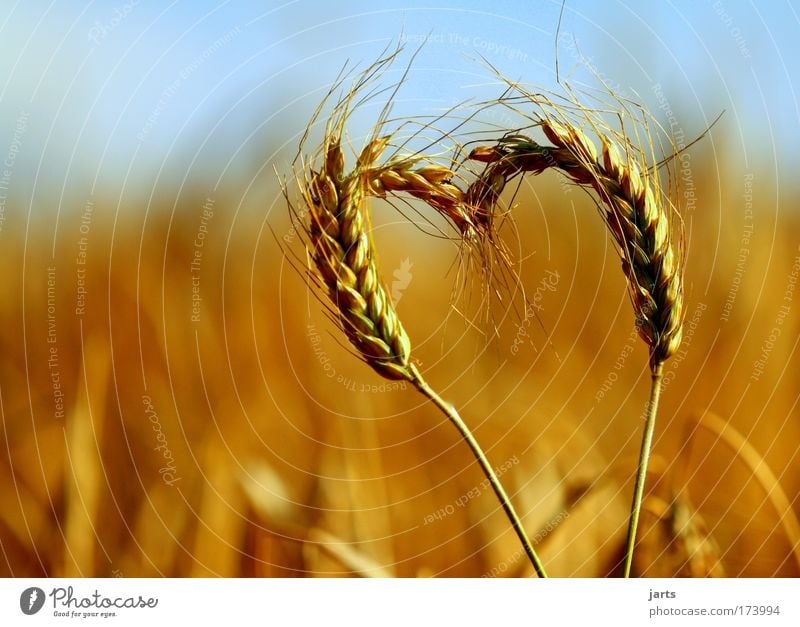 more nature love Food Grain Dough Baked goods Environment Nature Summer Beautiful weather Agricultural crop Field Fresh Healthy Natural Love Serene Calm