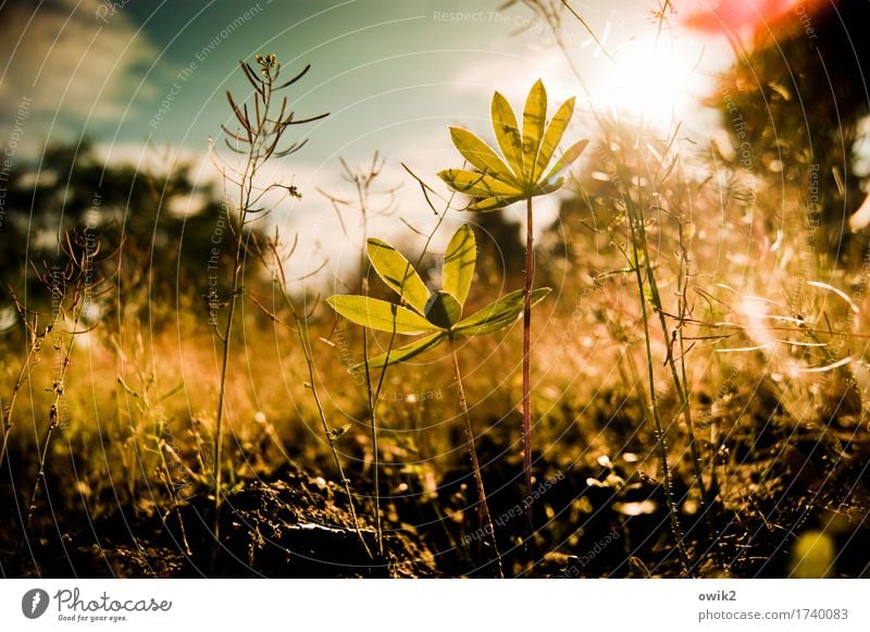 slips Environment Nature Plant Sky Clouds Spring Climate Beautiful weather Bushes Leaf Foliage plant Weed Lupin Lupin leaf Illuminate Growth Small Near Under