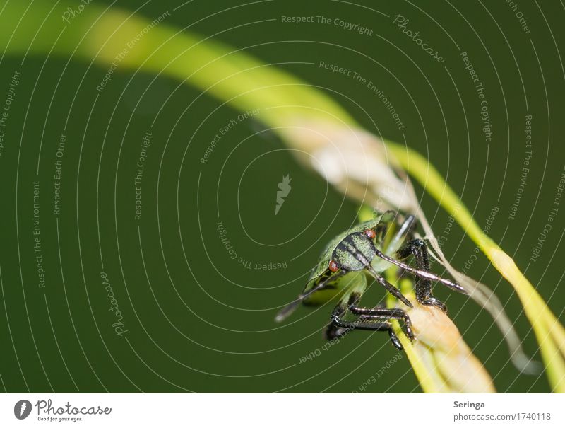 Around the curve Environment Nature Landscape Plant Animal Grass Leaf Blossom Garden Park Meadow Forest Wild animal Beetle Animal face Wing Claw 1 Bug Sloebug