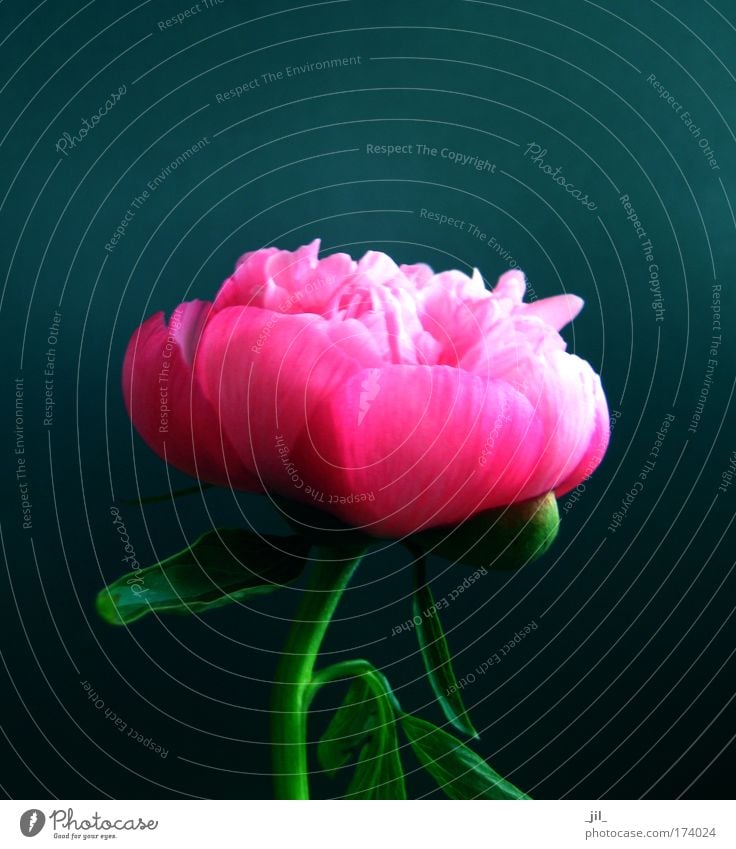 peony Colour photo Interior shot Close-up Copy Space top Neutral Background Light Shadow Contrast Plant Flower Blossom Peony Uniqueness Round Blue Green Pink