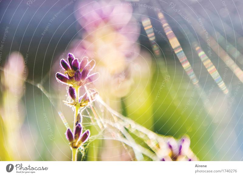 spun Plant Summer Beautiful weather Flower Lavender Cobwebby Illuminate Esthetic Bright Gold Violet Pink Happy Warm-heartedness Uniqueness Eternity Flare