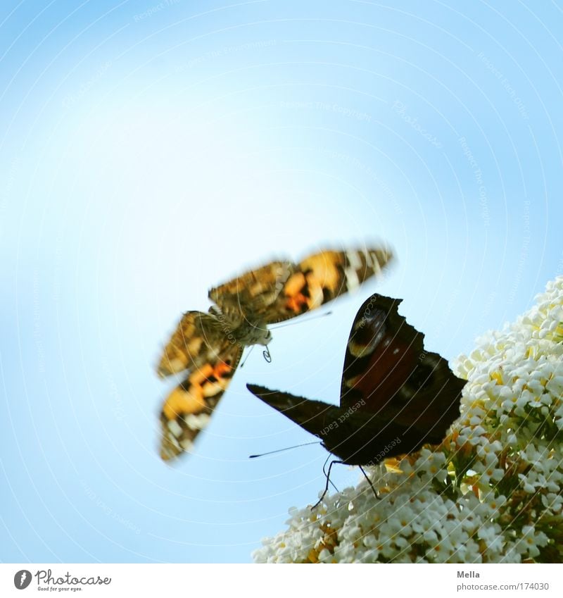 Move it, I'm coming! Environment Nature Plant Animal Sky Blossom Park Wild animal Butterfly Painted lady Peacock butterfly 2 Flying Elegant Free Beautiful