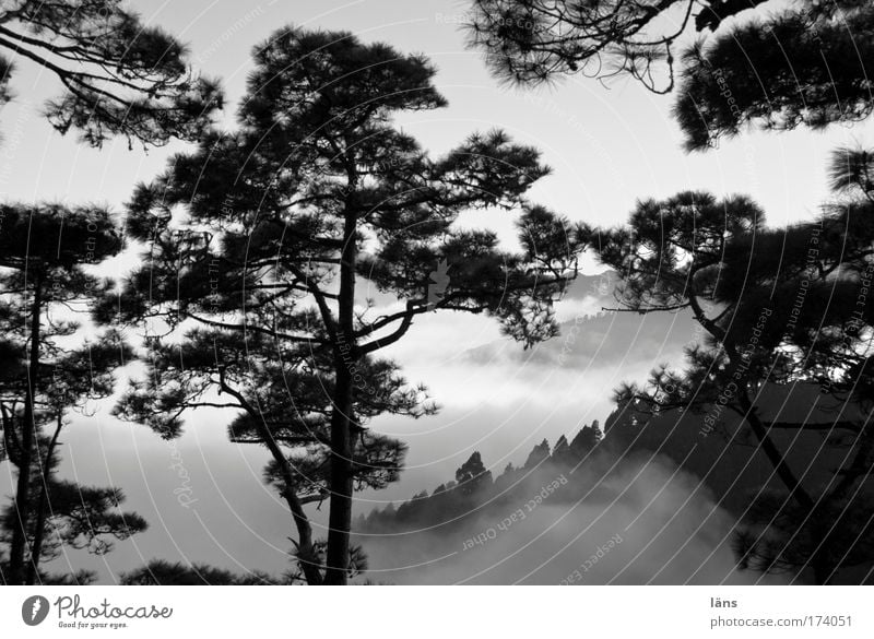 Fog Kingdom II Landscape Forest Mountain Clouds Tree Pine La Palma Canaries Black & white photo Exterior shot Deserted Shadow Contrast Veil of cloud