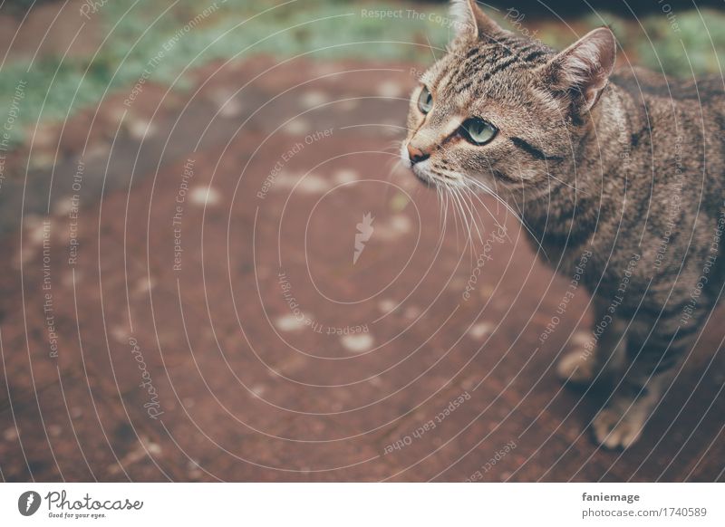 observantly Nature Animal Pet Cat 1 Small Domestic cat Watchfulness Cat's head Copy Space left Shallow depth of field Whisker Eyes Green Terrace Pave Looking