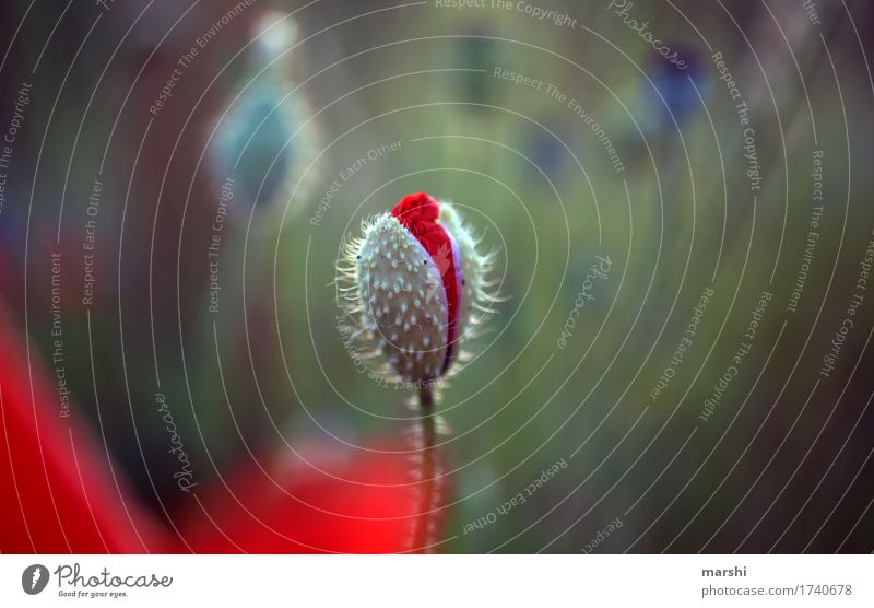 poppy Nature Landscape Sunrise Sunset Summer Plant Flower Garden Park Meadow Moody Poppy Poppy blossom Poppy field Bud Red Meadow flower Summery Colour photo