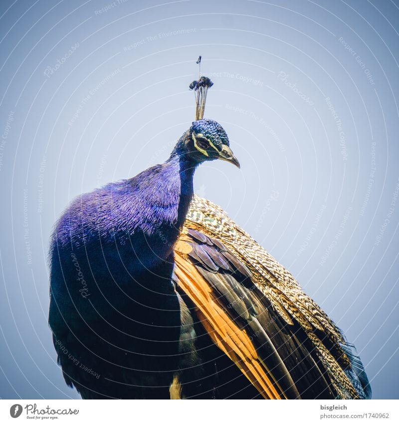 peacock Animal Bird Peacock 1 Looking Sit Curiosity Beautiful Blue Gold Exotic Colour photo Exterior shot Day Animal portrait