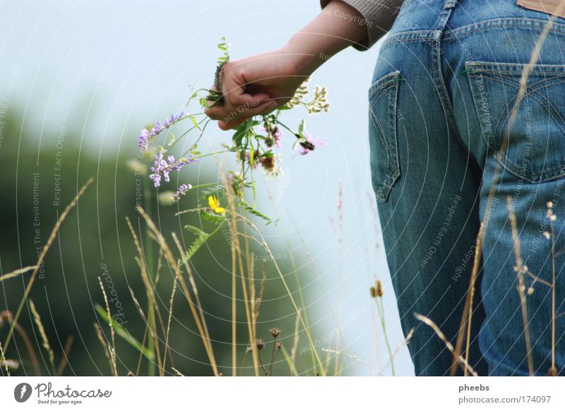 flowers.fee Flower Meadow Nature Summer Sun Sky Pants Hand Grass Exterior shot