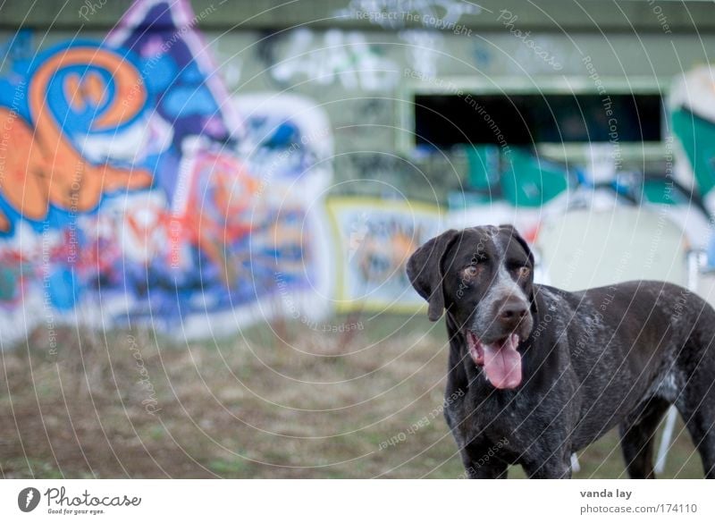 sidelong glance Colour photo Multicoloured Exterior shot Copy Space left Copy Space top Copy Space bottom Copy Space middle Blur Shallow depth of field