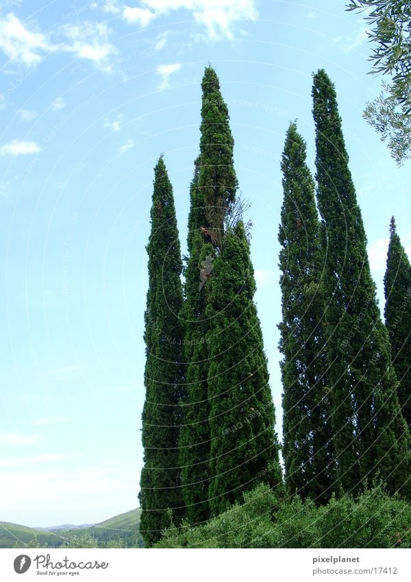 cypresses Cypress Greece Tree Portrait format Sky Graffiti