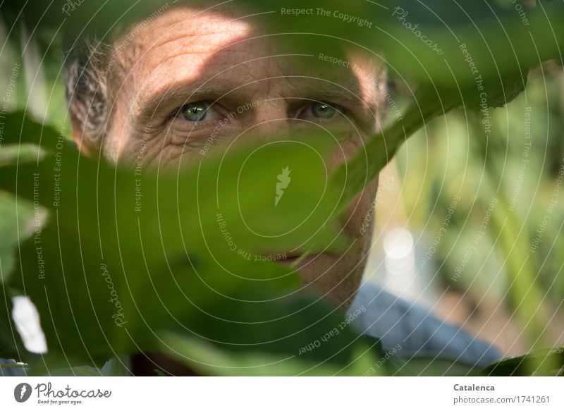 Chingderassabumm | beats my heart. Blue eyes Masculine Man Adults Head Eyes 1 Human being Nature Plant Summer Agricultural crop Garden Observe pretty Uniqueness