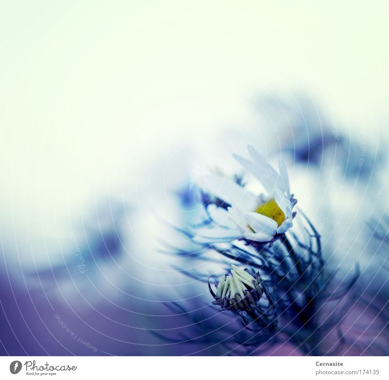 Wind of Dreams Colour photo Subdued colour Exterior shot Close-up Experimental Abstract Deserted Day Light Shadow Contrast Silhouette Light (Natural Phenomenon)