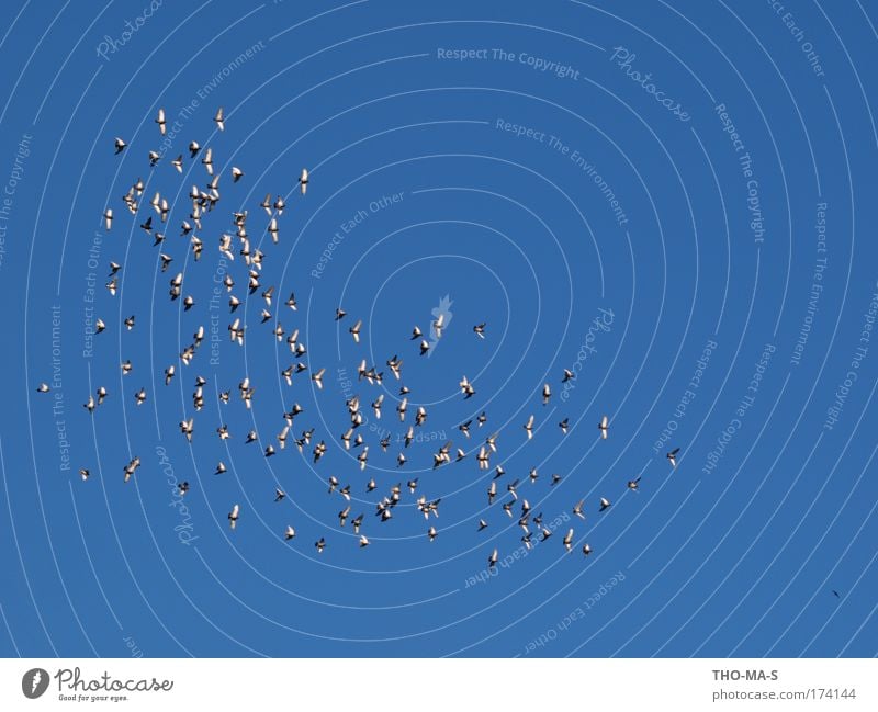 peer pressure Cup (trophy) Animal Sky Cloudless sky Beautiful weather Wild animal Bird Pigeon Wing Feather Group of animals Flock Rutting season Flying Free