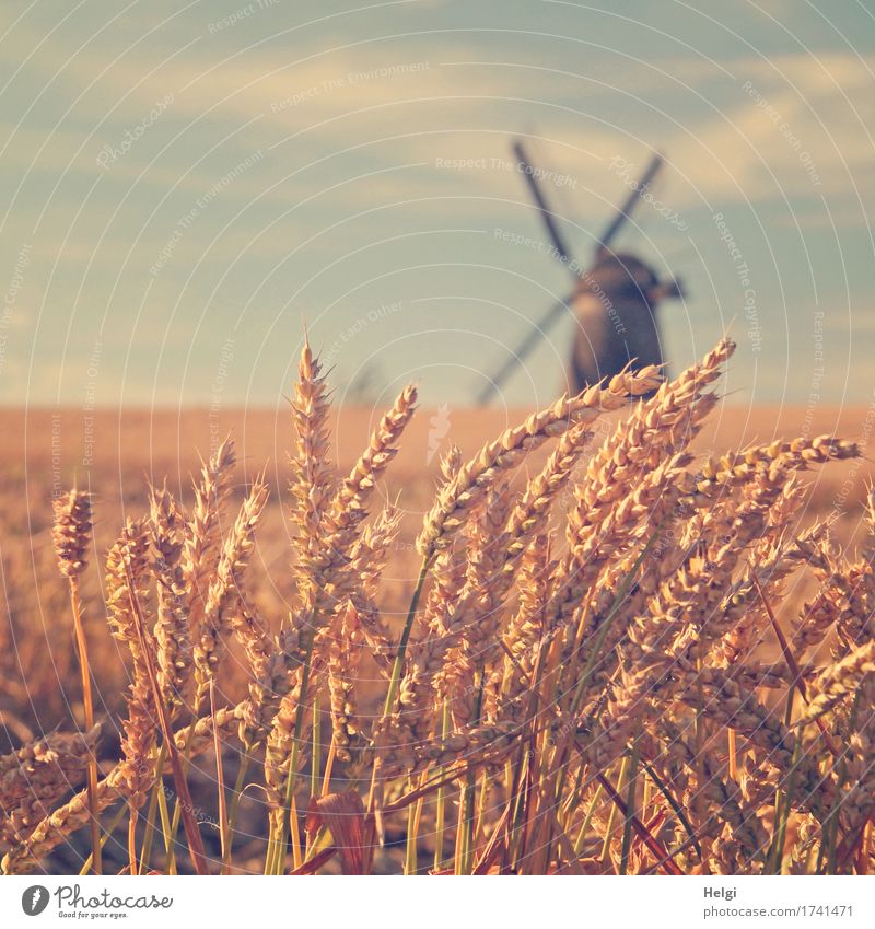 Summer in the country Grain Environment Nature Landscape Plant Sky Clouds Beautiful weather Agricultural crop Wheat Field Village Manmade structures Windmill