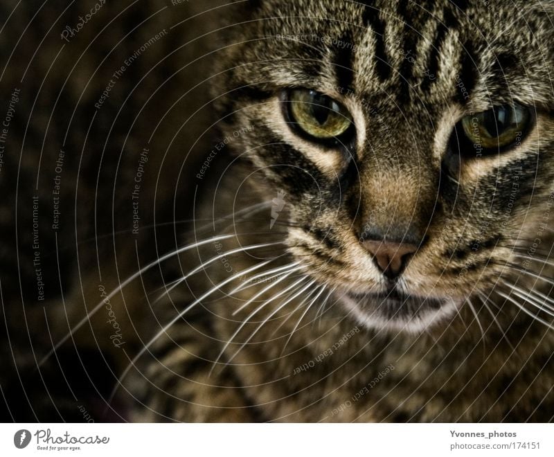 In the dark Colour photo Interior shot Shadow Contrast Animal portrait Looking Pelt Pet Cat Animal face Tabby cat Observe Feeding Threat Dark Brown Black