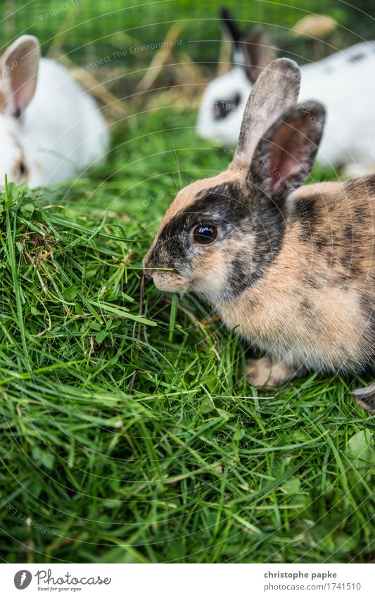 pack food Eating Animal Grass Pelt Pet Petting zoo Group of animals To feed Feeding Fresh Cute Love of animals Hare & Rabbit & Bunny Multiple Easter