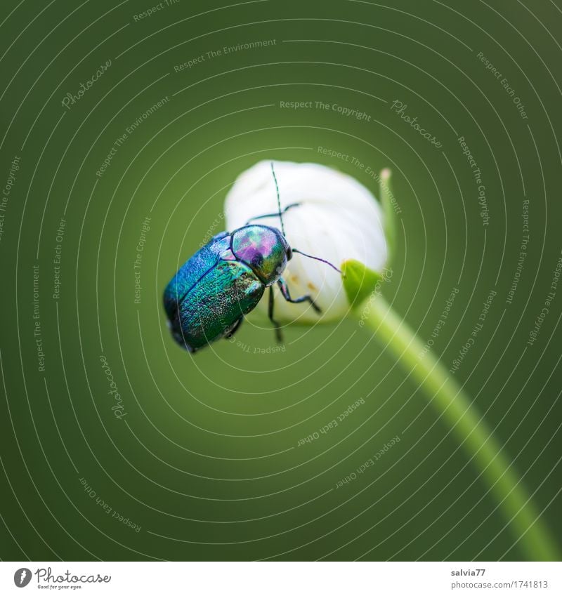 dazzling Environment Nature Plant Animal Bushes Blossom Wild plant Wild animal Beetle Wing 1 Discover Crawl Esthetic Natural Above Beautiful Blue Green