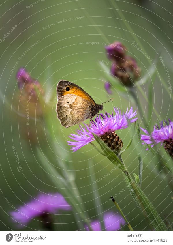 favourite flower Environment Nature Plant Animal Summer Flower Blossom Wild plant Knapweed Meadow Wild animal Butterfly Insect 1 Blossoming Fragrance To enjoy