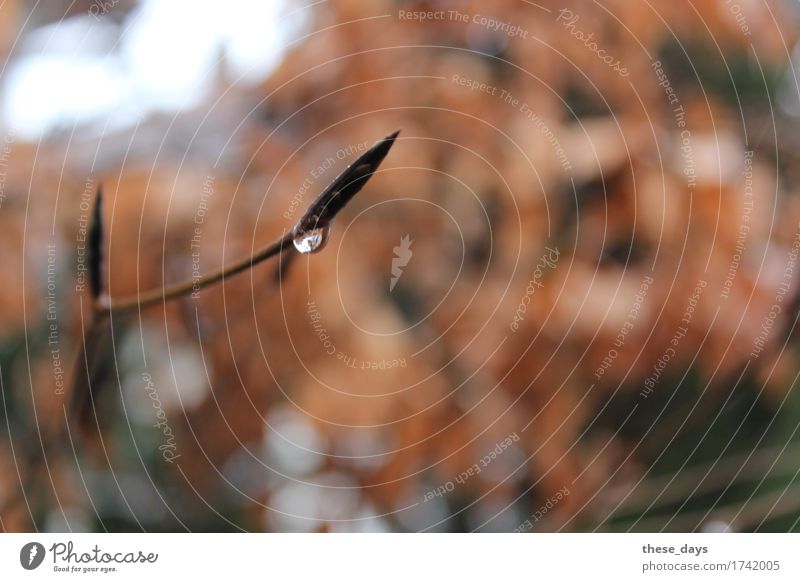 perspective Nature Drops of water Autumn Rain Bushes Soft Brown Orange To console Grateful Life Hope Relaxation Stagnating Leaf bud reflection Colour photo