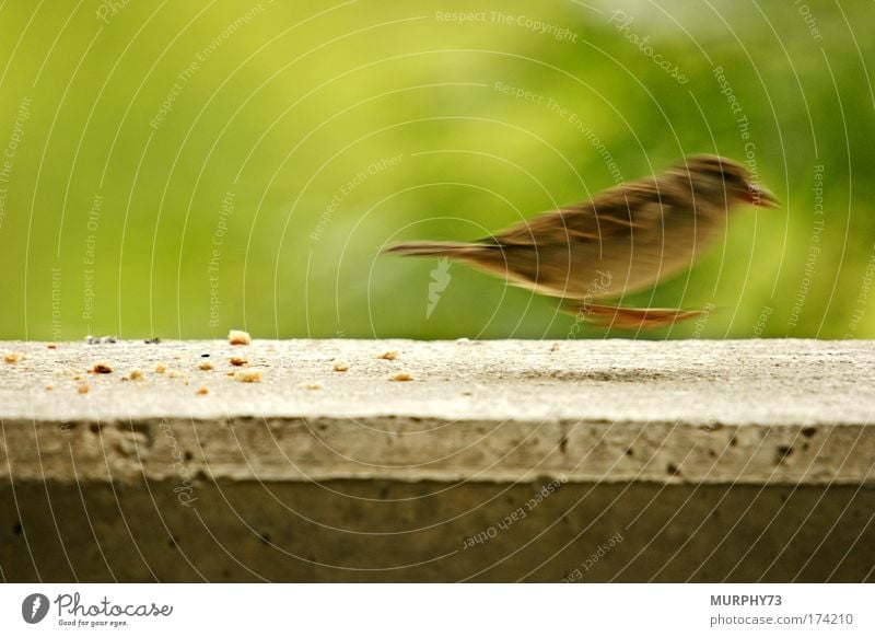 Escape from the picture or he lives after all... Colour photo Exterior shot Close-up Deserted Copy Space left Copy Space right Copy Space top Copy Space bottom