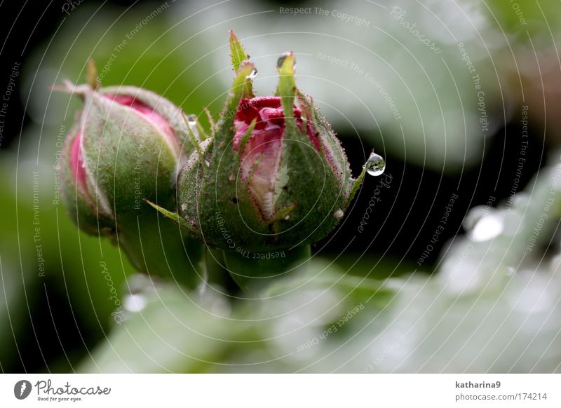 leak Colour photo Exterior shot Dawn Sunrise Sunset Relaxation Environment Nature Plant Water Drops of water Spring Summer Rose Park Beautiful Emotions Moody