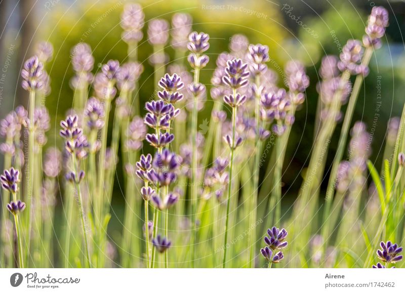 Where are the days...? Herbs and spices Plant Summer Beautiful weather Flower Lavender Lavender field Garden Meadow Blossoming Fragrance Healthy Natural Dry