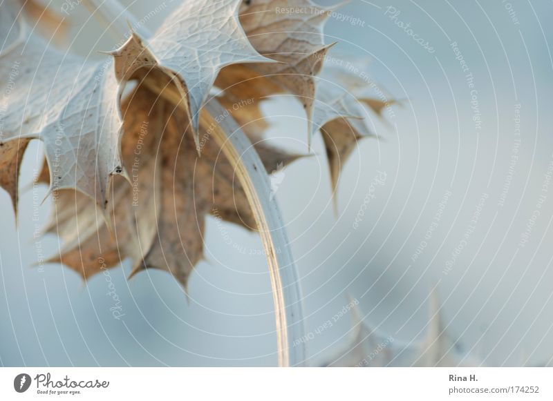 The Stel Subdued colour Exterior shot Copy Space right Morning Sunlight Blur Shallow depth of field Plant Leaf Fight Esthetic Thorny Blue Gray Power Survive Dry