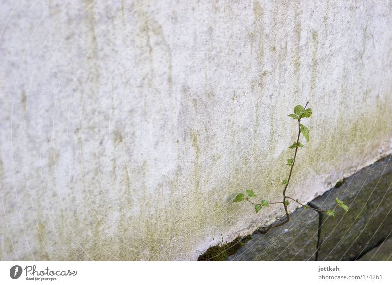 assertiveness Colour photo Exterior shot Close-up Structures and shapes Deserted Copy Space left Copy Space top Day Contrast Environment Nature Plant