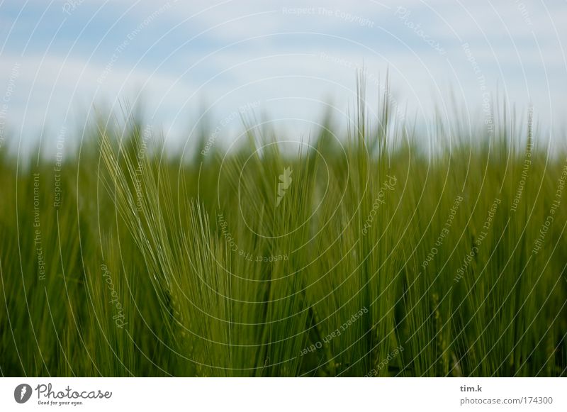 cornfield Colour photo Exterior shot Day Environment Nature Plant Beautiful weather Agricultural crop Field Blue Green White 50mm 1.8