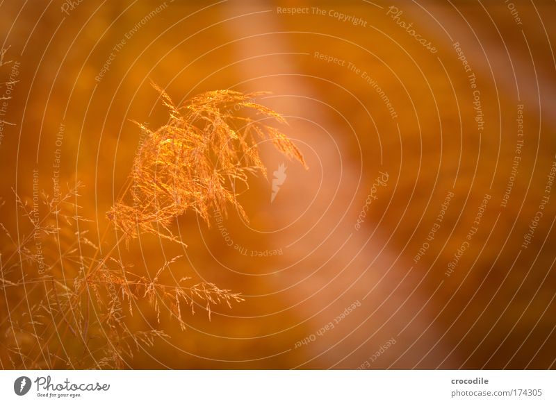 Golden moment Colour photo Exterior shot Deserted Evening Twilight Silhouette Reflection Sunlight Sunrise Sunset Back-light High-key Shallow depth of field