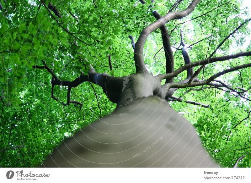 ::: Tree crown ::: Colour photo Exterior shot Detail Structures and shapes Shadow Sunlight Shallow depth of field Worm's-eye view Safari Summer Environment