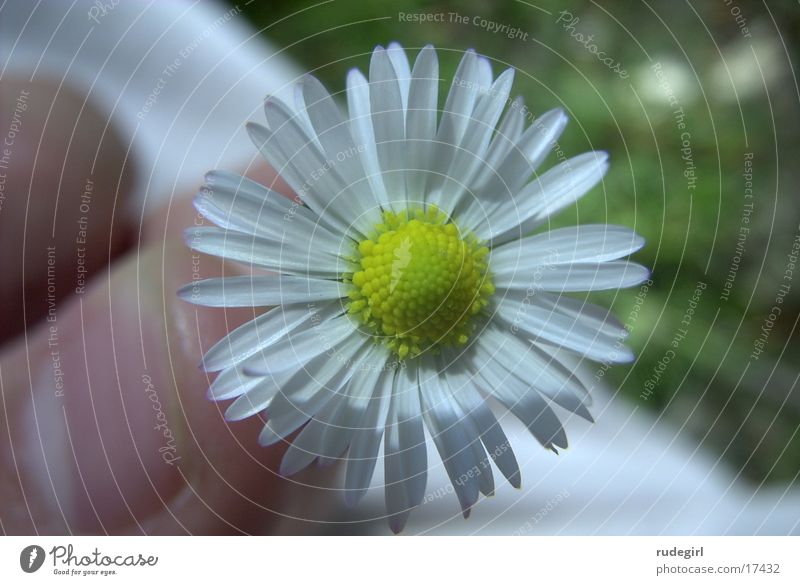 daisies Flower Nature Close-up Beautiful weather