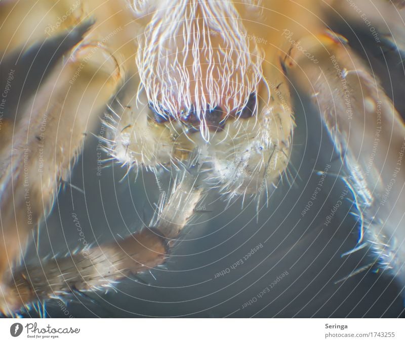 8 eyes Animal Wild animal Spider Animal face 1 Looking Microscopic Microscope spider's eyes Eyes Colour photo Multicoloured Interior shot Close-up Detail