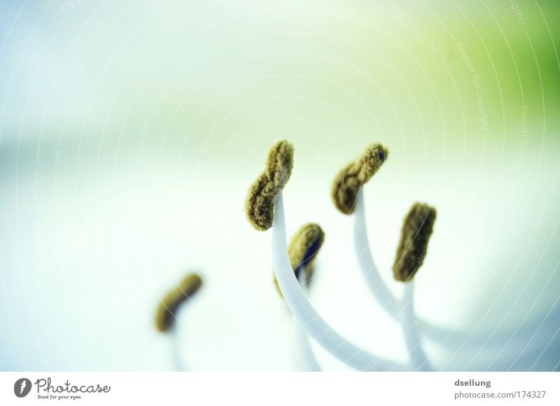 Softness II Colour photo Detail Macro (Extreme close-up) Deserted Copy Space left Copy Space top Day Light Shadow Contrast Blur Shallow depth of field Nature