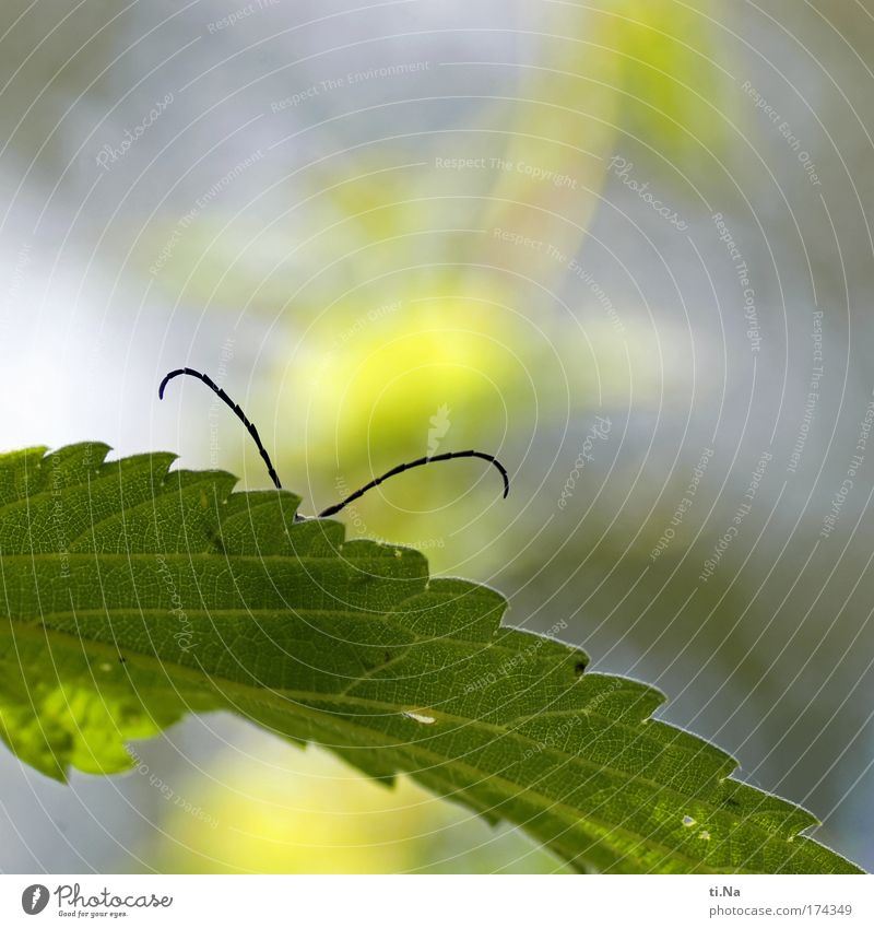 Kalle Käfer does not want to be detected Colour photo Exterior shot Copy Space top Day Worm's-eye view Environment Nature Landscape Plant Animal Wild plant