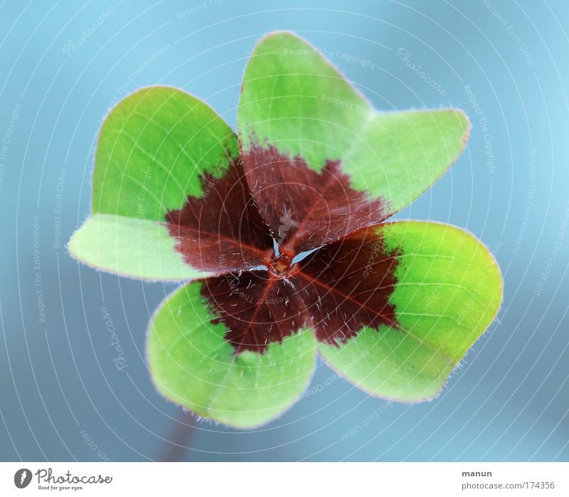 Good luck! Colour photo Exterior shot Close-up Detail Deserted Neutral Background Day Sunlight Shallow depth of field Central perspective Long shot Spring