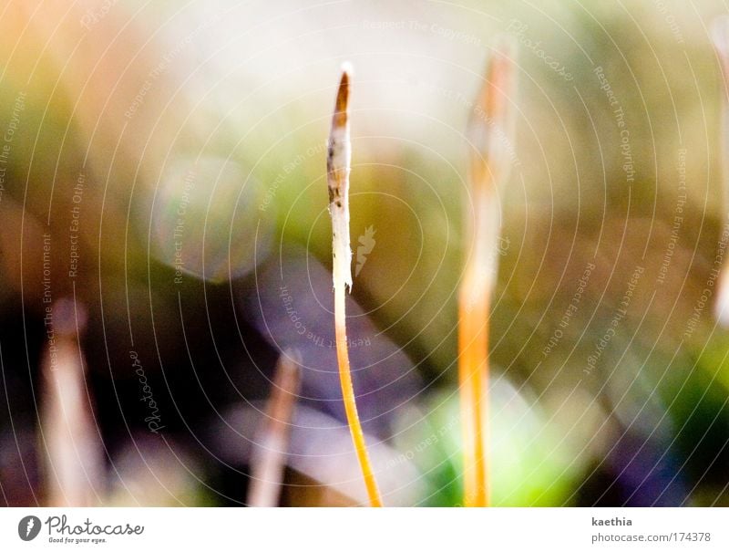 original idea Plant Origin Seed Germ Blade of grass Growth Lens flare Orange offshoot Colour photo Exterior shot Macro (Extreme close-up) Deserted Day Contrast