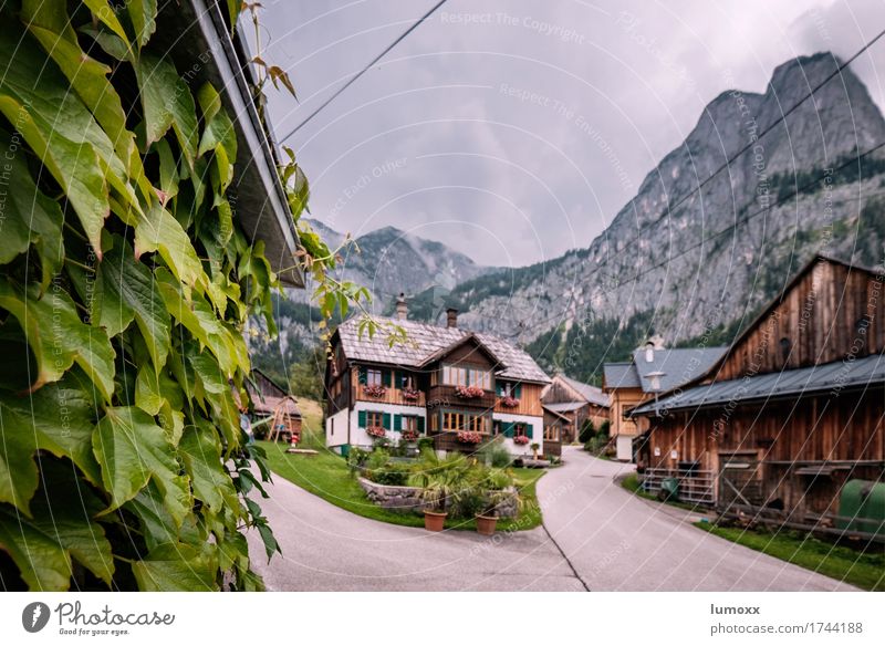 salzkammergut Nature Leaf Rock Alps Mountain Peak Austria House (Residential Structure) Dream house Hut Calm Wooden house Farm Geranium Salzkammergut