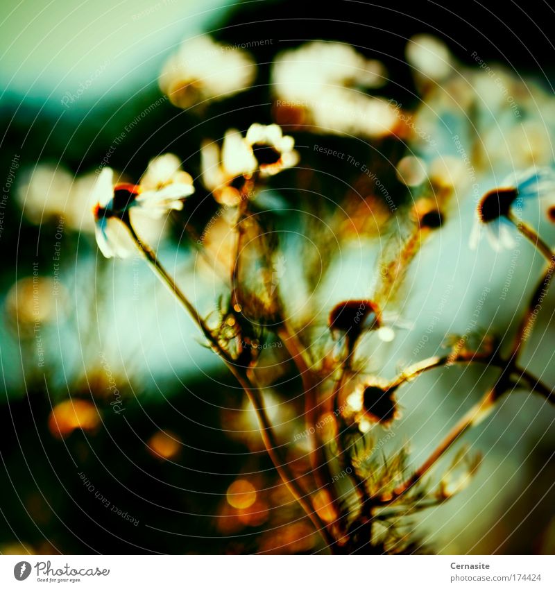 Natural Born Chaos Colour photo Multicoloured Exterior shot Close-up Experimental Abstract Deserted Evening Shadow Contrast Silhouette Sunlight Sunbeam Sunrise