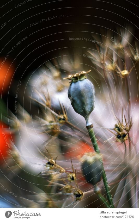 9 Colour photo Interior shot Deserted Copy Space top Plant Bouquet Exceptional Exotic Beautiful Dry Poppy capsule Dried flower Blur