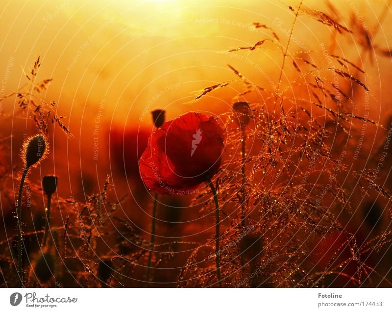 Poppy seed cake for Tomka01 Colour photo Multicoloured Exterior shot Deserted Day Evening Light Shadow Sunlight Sunbeam Sunrise Sunset Back-light Nature