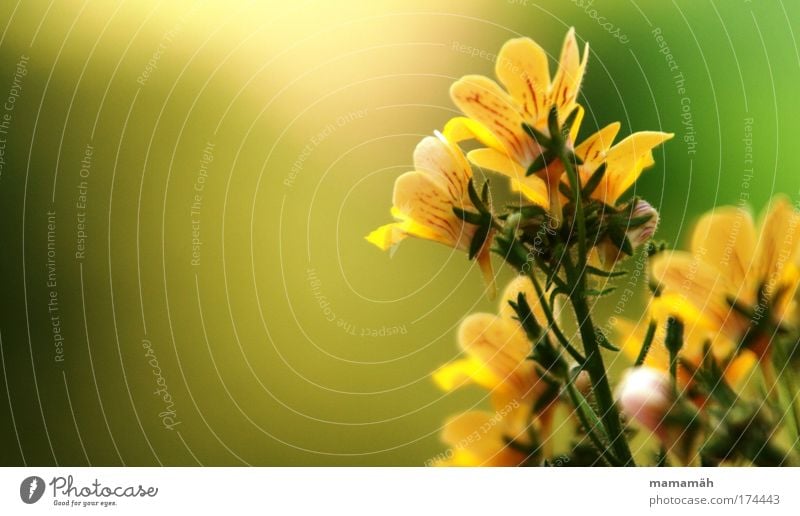 balcony splendour Multicoloured Exterior shot Nature Plant Summer Flower Happiness Fresh Beautiful Yellow Green Blossom Stalk Balcony plant Summery Growth