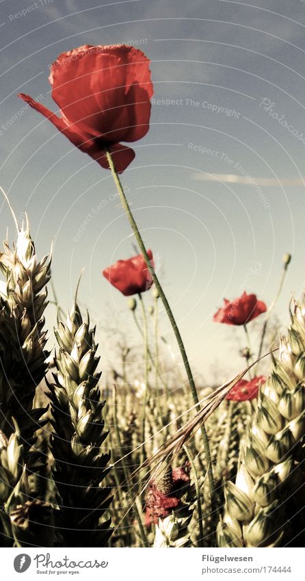 The poppy has risen, the golden ears of corn are shining... Colour photo Exterior shot Day Environment Nature Landscape Sky Summer Plant Bushes Fragrance