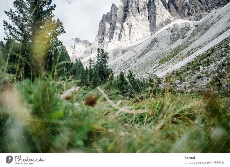 Inconspicuous detail, hiker. Life Mountain Hiking 2 Human being Environment Nature Landscape Plant Sky Summer Beautiful weather Tree Grass Rock Alps Dolomites